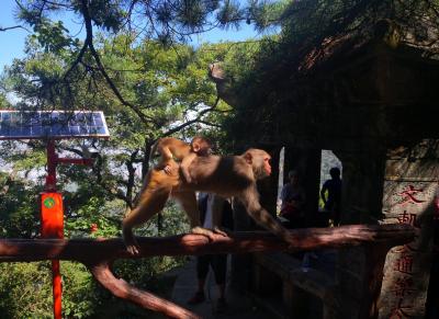 Monkeys in Mount Emei