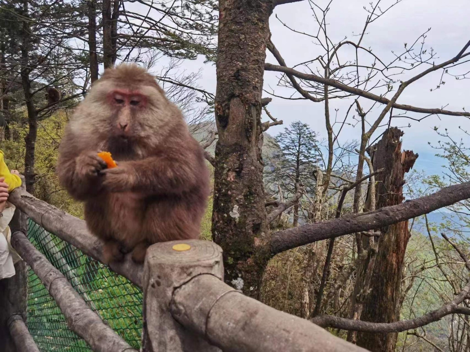 Monkey in Emei Mountain