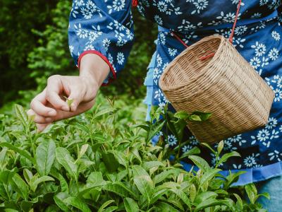 Mount Mengding - tea picking