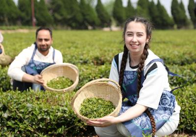 5-Day Pandas, Ancient Kingdoms & Tea Plantations Tour 