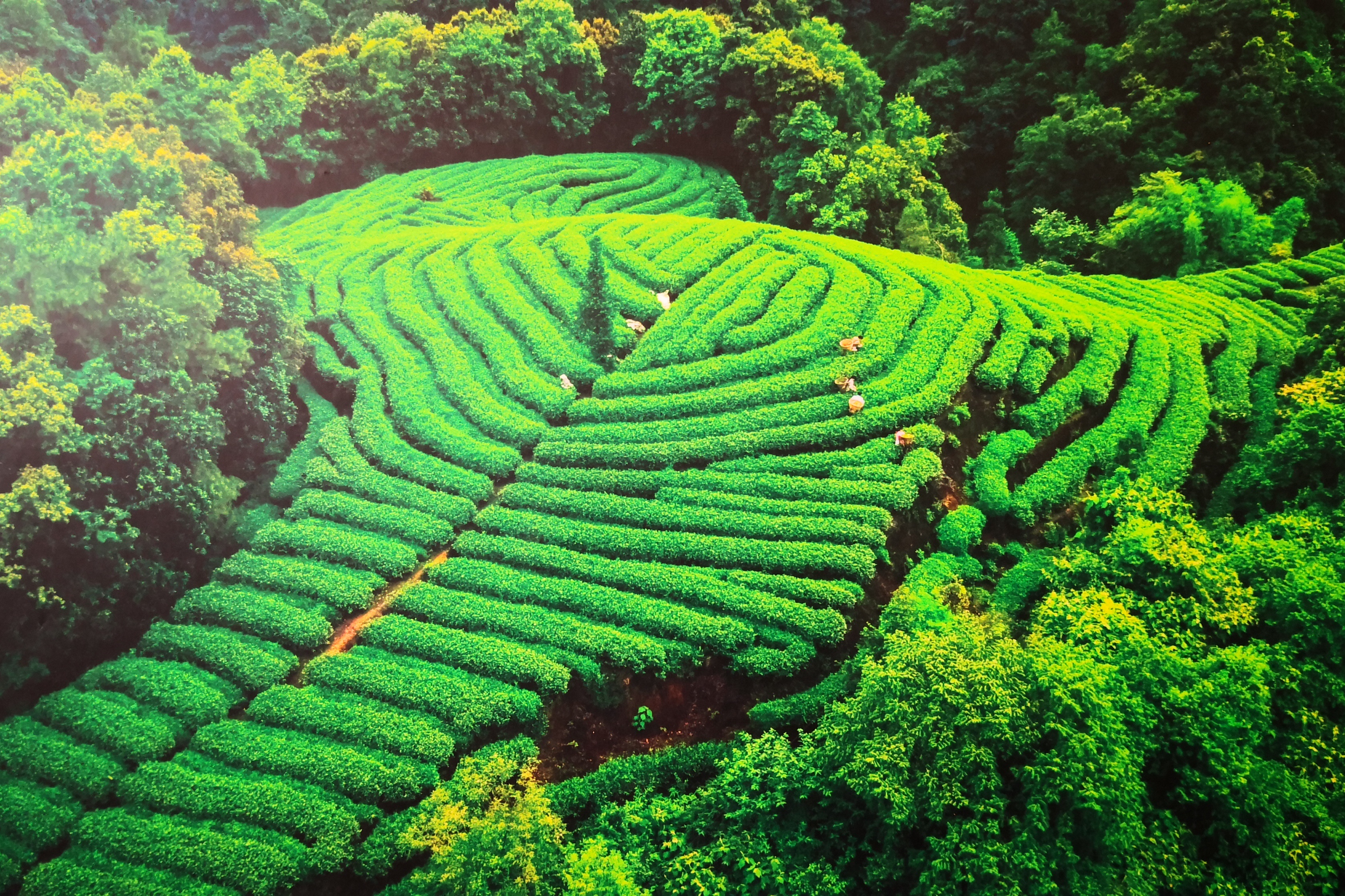 Mount Mengding - tea plantation