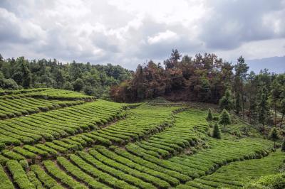 Mount Mengding- tea plantation
