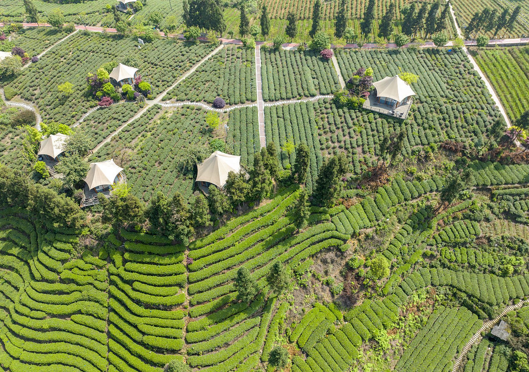 Niunianping Ecological Tea Plantation 