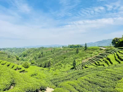 Niunianping Ecological Tea Plantation 
