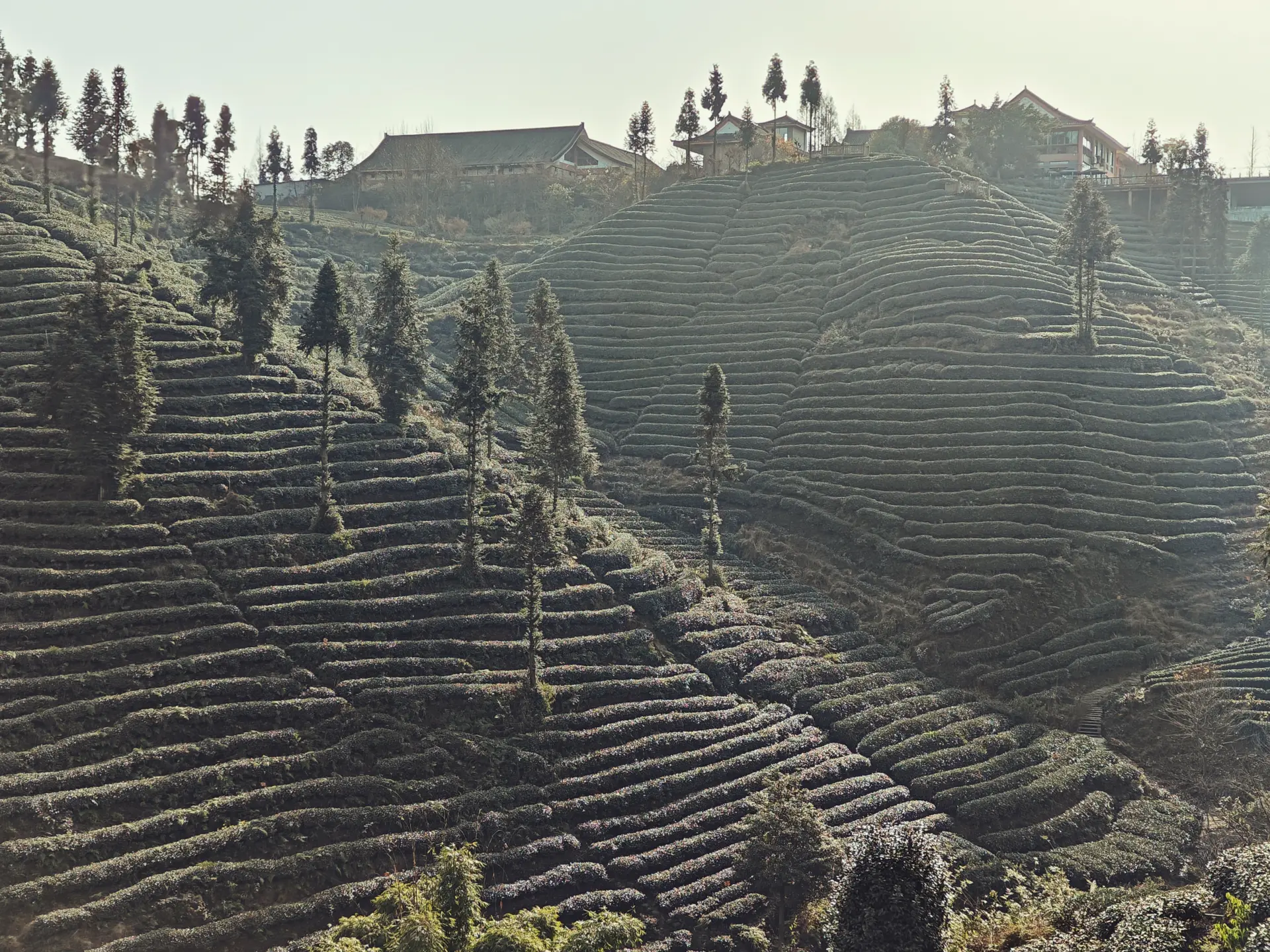 Niunianping Ecological Tea Plantation - Sichuan
