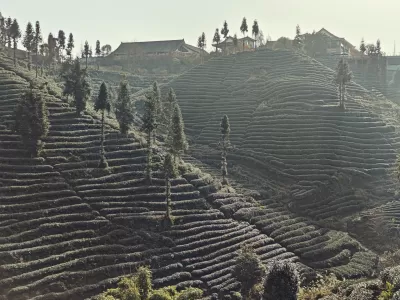 Niunianping Ecological Tea Plantation - Sichuan