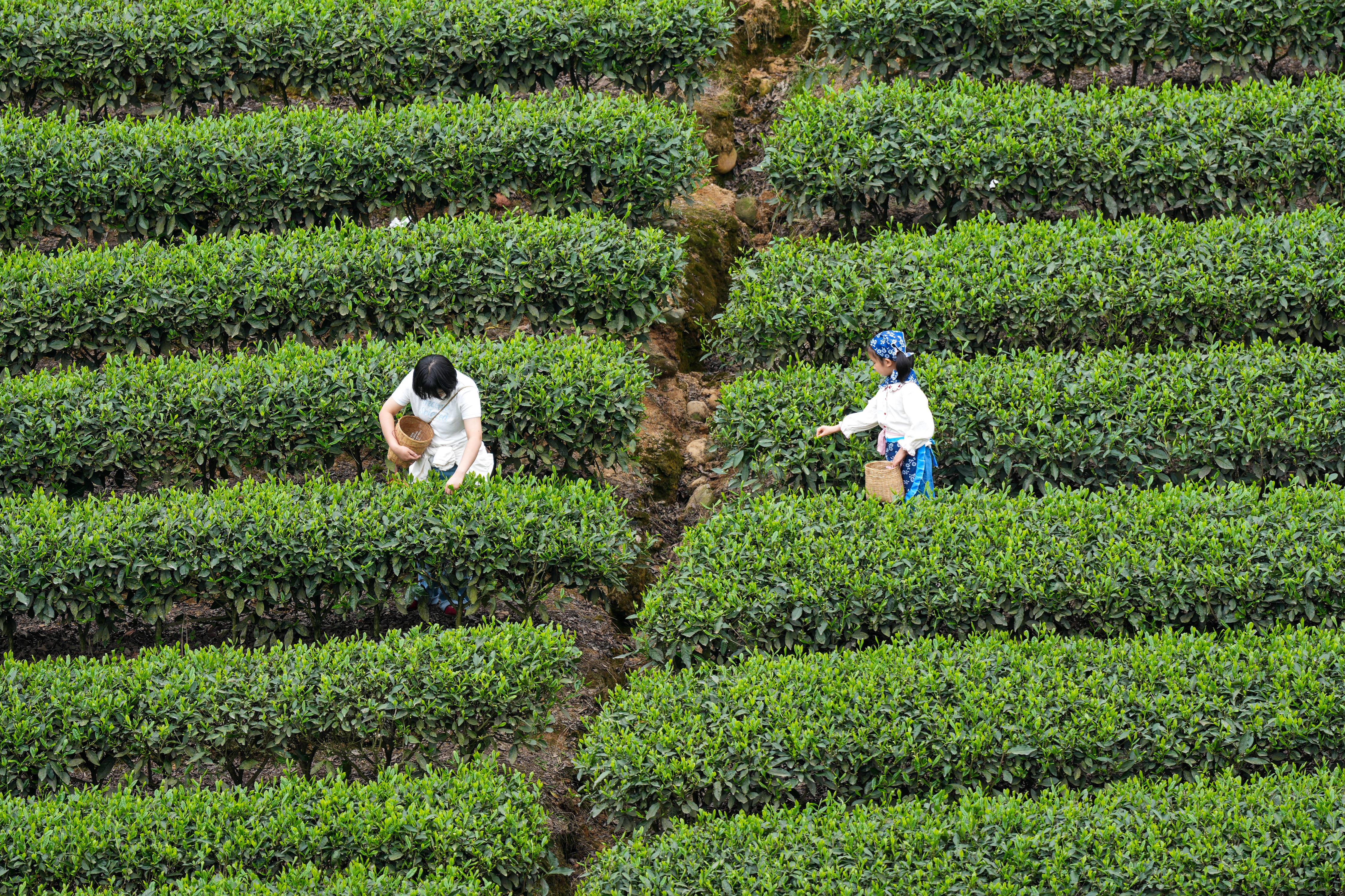 Niunianping Ecological Tea Plantation - tea picking 