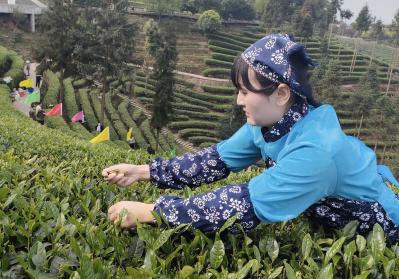 Niunianping Ecological Tea Plantation 