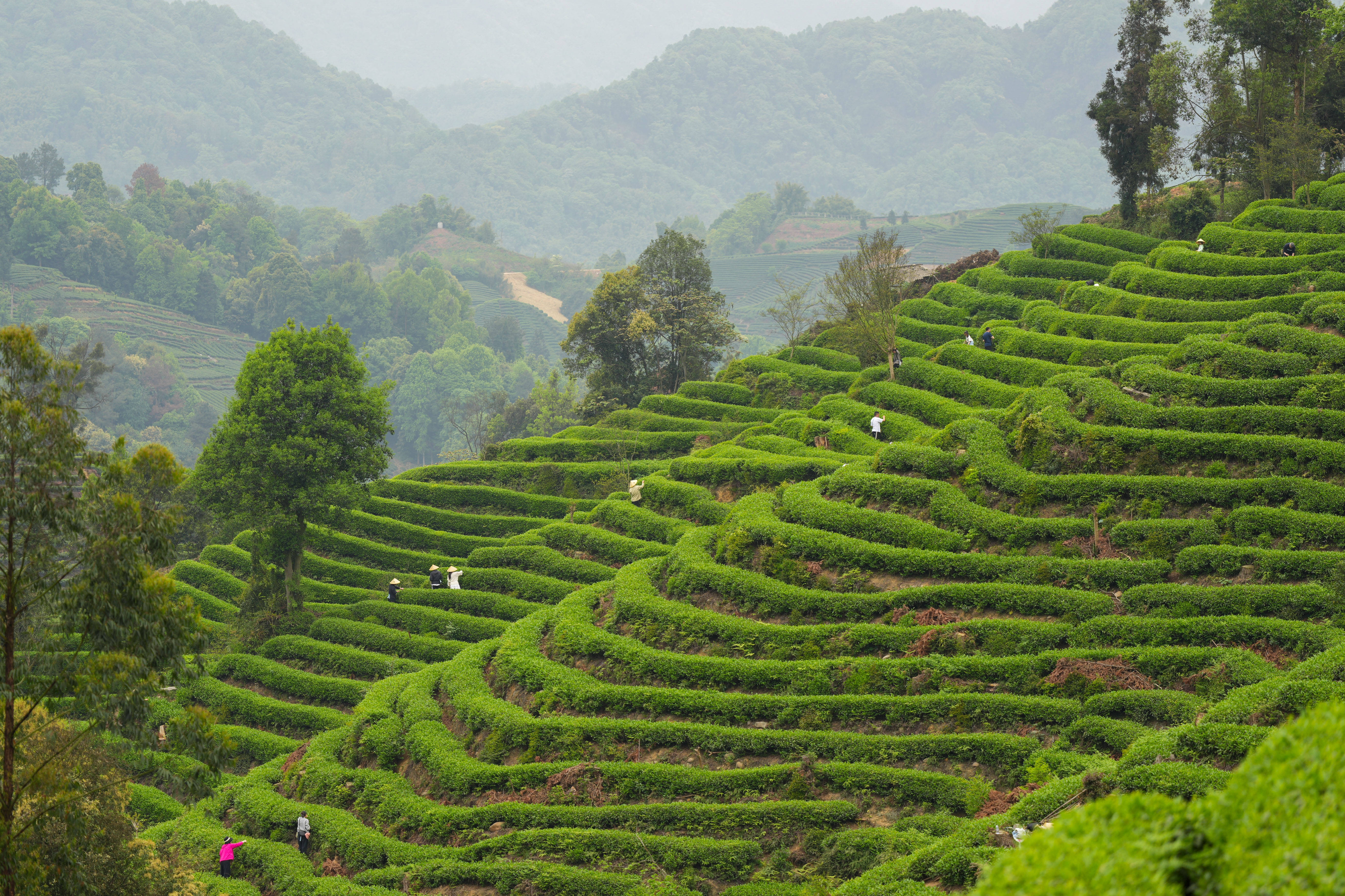 Niunianping Ecological Tea Plantation 