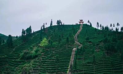 Niunianping Tea Plantation - Ya'an, Sichuan