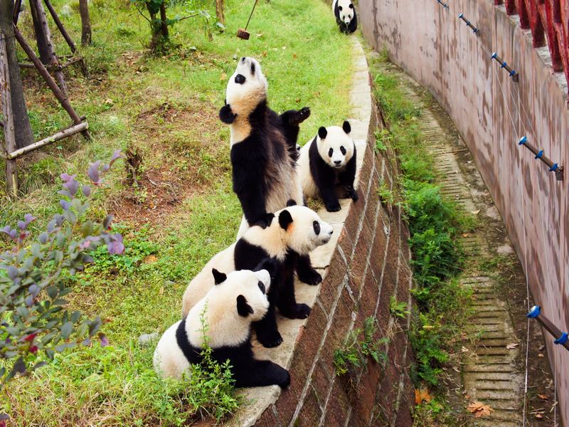 1-day Chengdu Panda Tour