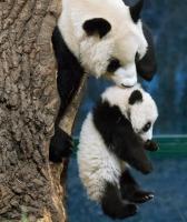 Chengdu Research Base of Giant Panda Breeding