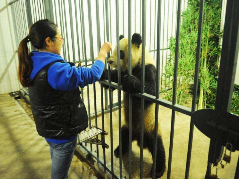Dujiangyan Panda Base China