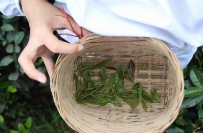 Mengding Mountain Tea