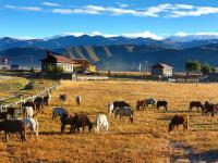 Tagong Grassland